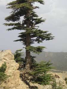 غابات جبل  شيلية  بمنطقة  الأوراس  1