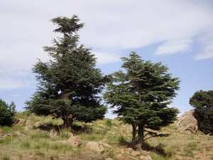 جبل  شيلية  بمنطقة  الأوراس  1