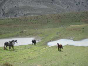 تربية الخيل بضواحي جبل  شيلية  (بلدية يابوس)