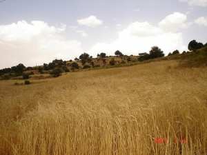حقول القمح بجبل  شيلية  (الأوراس)