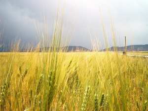 حقول القمح بجبل  شيلية  (الأوراس) 1