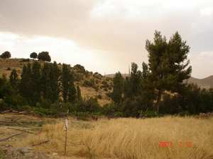 الأشجار الغابية لجبل  شيلية  (الأوراس)