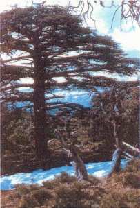 أشجار جبل شيلية