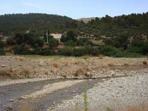 وادي منبثق من أعالي جبل  شيلية  (ولاية خنشلة) 1