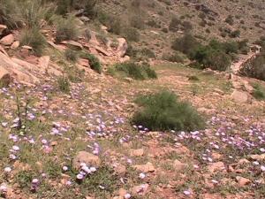 الأزهار الجبلية لعين عيسى بمنطقة  تيوت