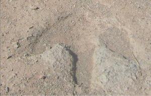 Trace de Dinosaure dans la périphérie d'El Bayadh