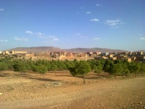 Arbre de la Petite Forêt d'Ouled Yahia (Wilaya d'El Bayadh)