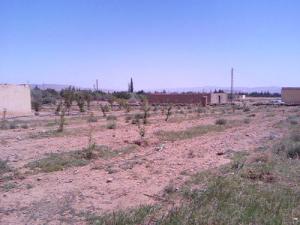 Champ agricole aux environs de Sidi Tiffour