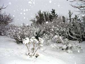El Bayadh sous la neige