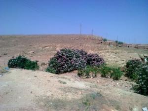 Paysage aux alentours d'El Bayadh