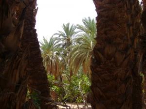 Vue de Palmiers à Brézina