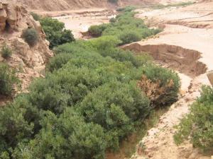 Paysage de Sidi Amar (Wilaya d'El Bayadh)