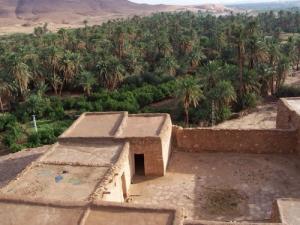 Champ de Palmiers dans la commune de Arbaouat