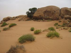 Paysage Semi Désertique à Sidi Ameur (Wilaya d'El Bayadh)