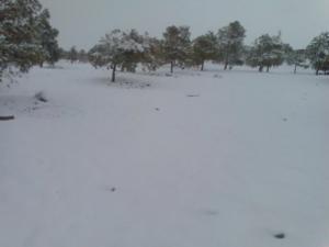 La Forêt d'El Bayadh sous la neige