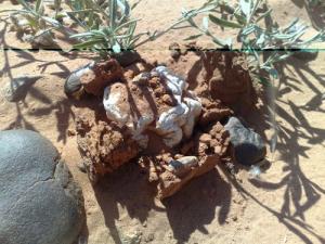 Truffes du Désert poussant dans la commune d'El Bnoud