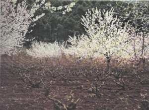 أشجار الكرز بأعالي هضاب  لالة ستي  في سنة 1970