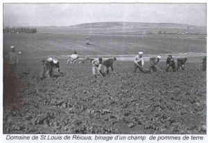 حقول فلاحية بضواحي مدينة  بسباس  (الفترة الإستعمارية) 1