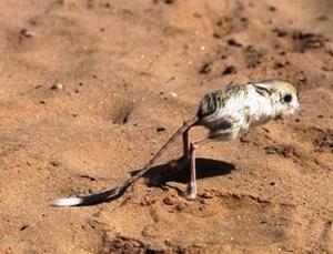 جربوع الصحراء الجزائرية