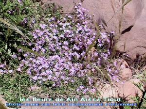 الأزهار الطبيعية بجبل  عين عيسى  (بلدية تيوت)