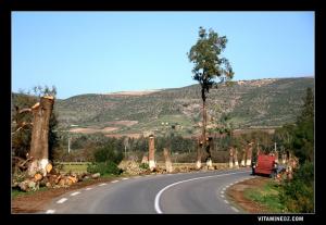 تدمير أشجار الكافور التي يفوق سنها مئة سنة على الطريق المؤدي إلى شاطئ  رشڨون