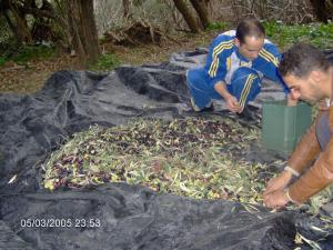 حصاد الزيتون بضواحي بلدية 'بني سنوس'