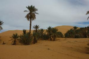 الواحة المجاورة لمدينة  تاغيت