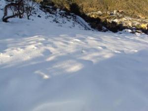 غابات بلدية  المروج  تحت الثلوج 13