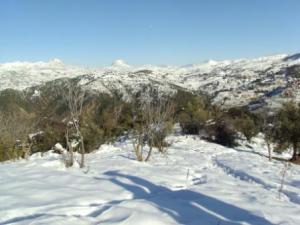 غابات بلدية  المروج  تحت الثلوج 17