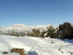 غابات بلدية  المروج  تحت الثلوج 39