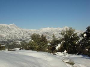 غابات بلدية  المروج  تحت الثلوج 40