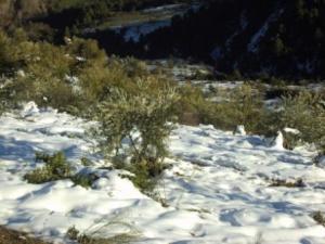 غابات بلدية  المروج  تحت الثلوج 48