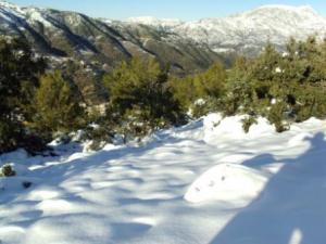 غابات بلدية  المروج  تحت الثلوج 56