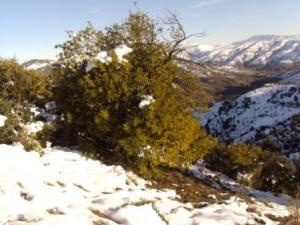 غابات بلدية  المروج  تحت الثلوج 59