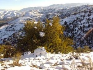 غابات بلدية  المروج  تحت الثلوج 60