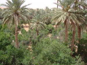 Région de Ksar Boussemghoune (Wilaya d'El-Bayadh)