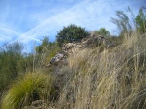 غابات بلدية 