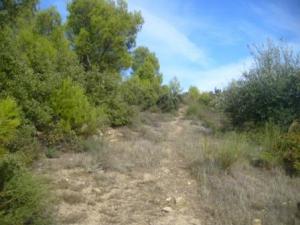 غابات بلدية 