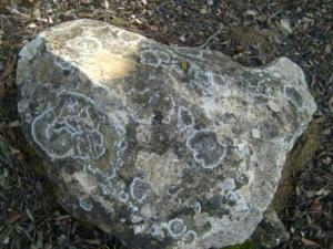 غابات بلدية 