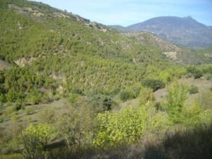 منظر طبيعي بضواحي بلدية المروج (7)