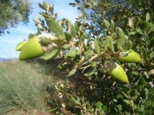 منظر طبيعي بضواحي بلدية المروج 6