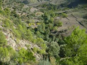 منظر طبيعي من بلدية المروج