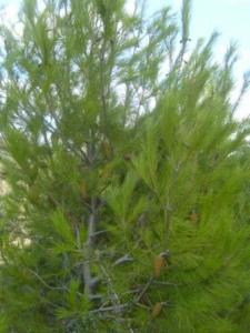 منظر طبيعي بضواحي بلدية 