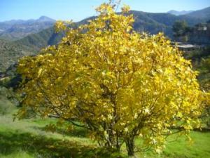 منظر طبيعي من ضواحي 