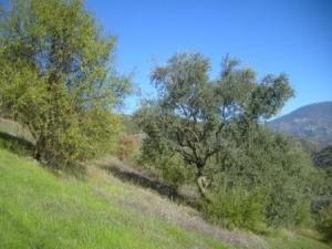 منظر طبيعي من ضواحي 