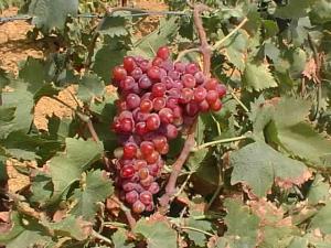 أشجار العنب بضواحي قرية 