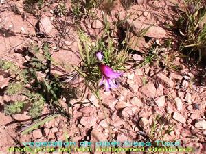 أزهار من جبل 