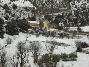 غابات بلدية 