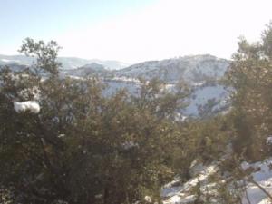 غابات بلدية 