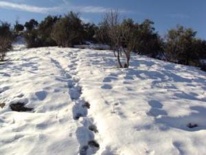 غابات بلدية 